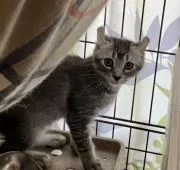 アメリカンカール【群馬県・男の子・2021年4月26日・ブルータビー&ホワイト】の写真1