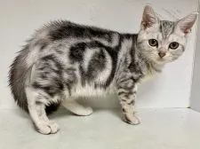 アメリカンショートヘア【群馬県・女の子・2022年4月19日・シルバータビー サバトラ】の写真2