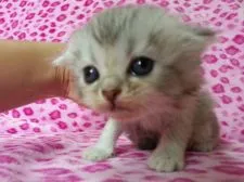 スコティッシュフォールド【群馬県・女の子・2015年5月14日・シルバー】の写真2「ふわふわ可愛い女の子です(´∀`)」