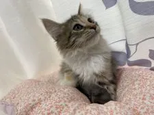 ノルウェージャンフォレストキャット【群馬県・女の子・2020年7月28日・キャリコ】の写真4