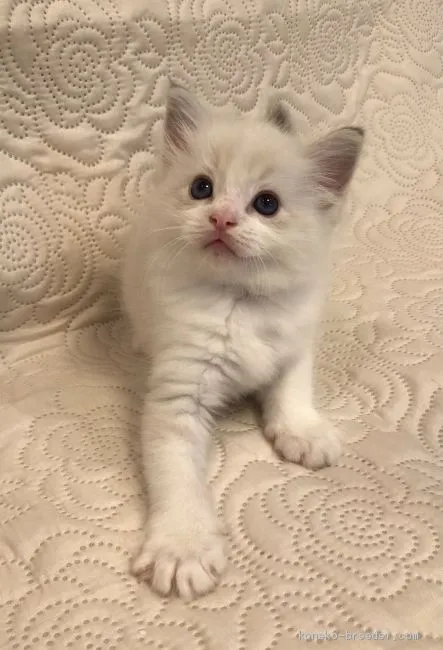 ID:2010-00739の子猫