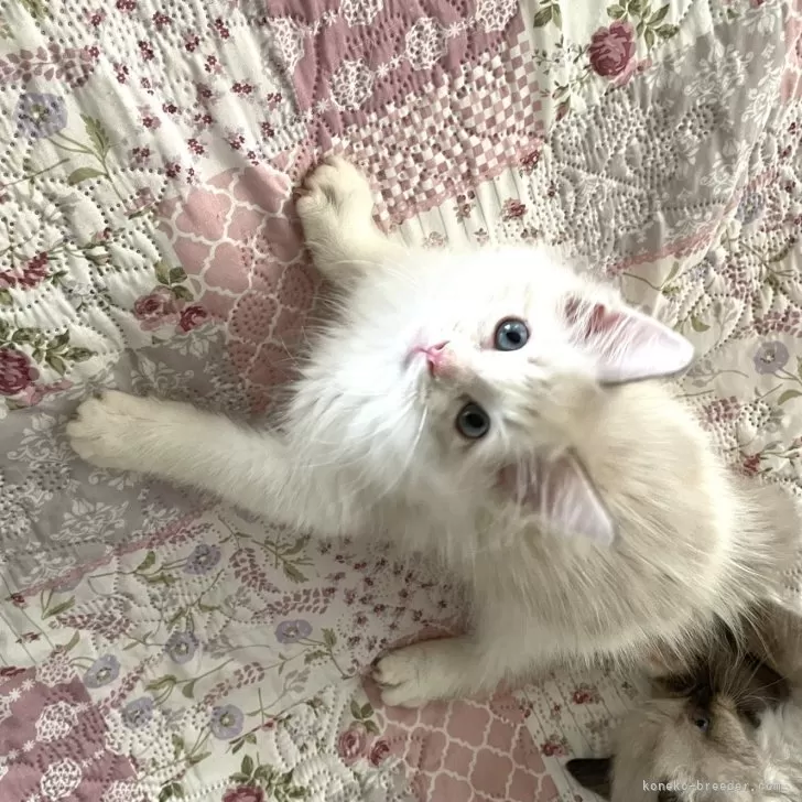 ID：2407-01594の子猫