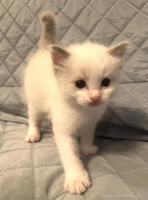 ぱお 様のお迎えした子猫