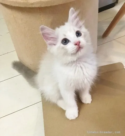 ID：2106-02643の子猫