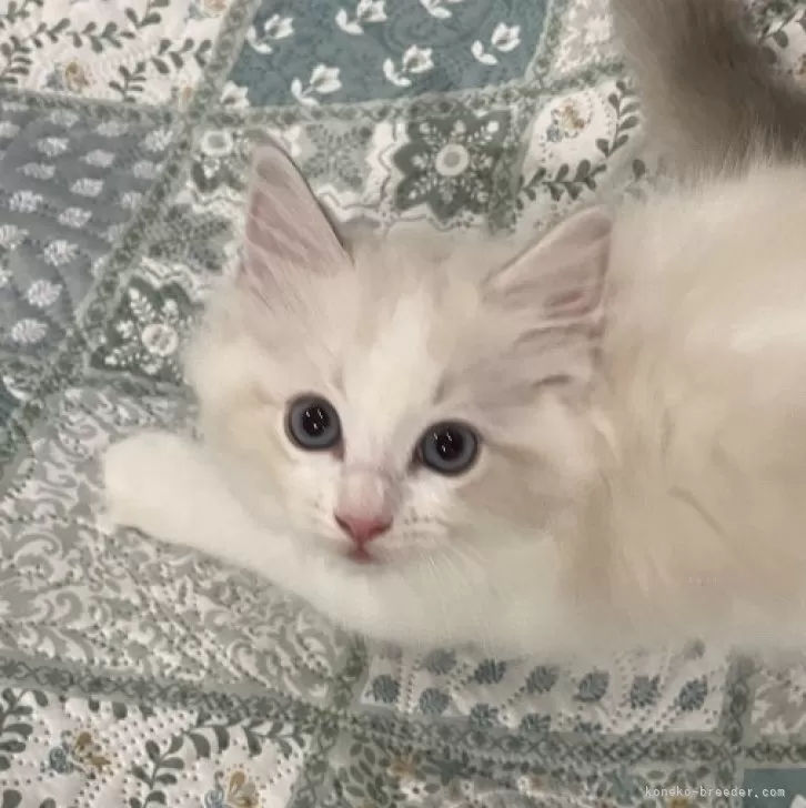 ひーろーせ 様のお迎えした子猫