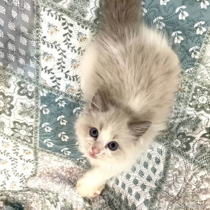 ID:2407-01020の子猫