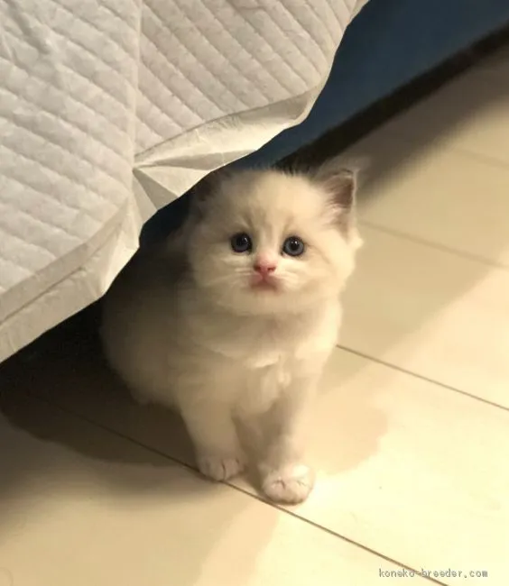 ID:2006-00827の子猫