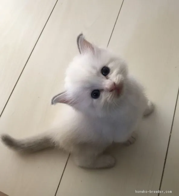 ID：2009-00845の子猫