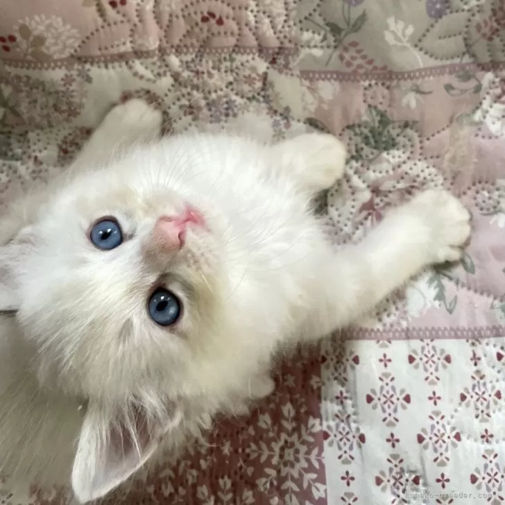 ID：2405-00510の子猫