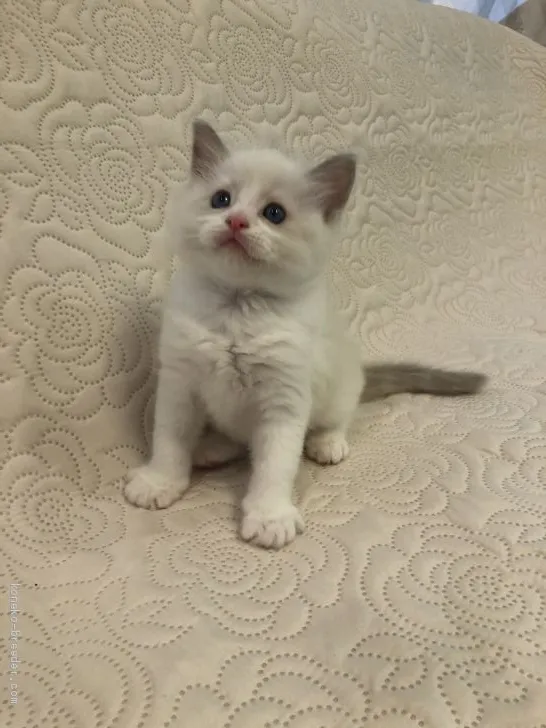 ノブ 様のお迎えした子猫