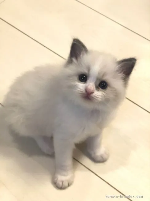 ID：2006-00828の子猫