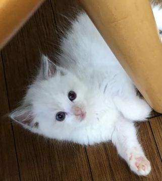 ラグドール【大分県・女の子・2021年5月5日・ブルーポイントバイカラー】の写真「女の子らしい綺麗なお顔です。」