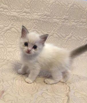ラグドール【大分県・女の子・2020年8月31日・シールリンクスポイントバイカラー】の写真「目が大きく美猫さんになりそうです🎶」