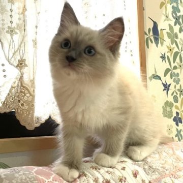 ラグドール【大分県・女の子・2023年4月18日・ブルーポイントミテッド】の写真「目色がとっても綺麗な女の子です！」