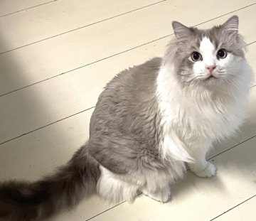 ラグドール【大分県・男の子・2018年7月15日・ブルーリンクスポイントバイカラー】の写真「可愛いお顔((o(｡･ω･｡)o))」