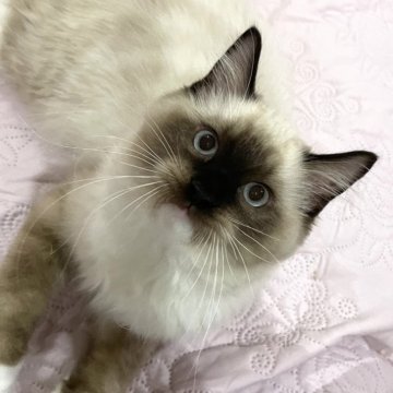 ラグドール【大分県・男の子・2024年6月20日・シールポイントミテッド】の写真「いつも付いて来てくれます˶˃ᴗ˂˶」