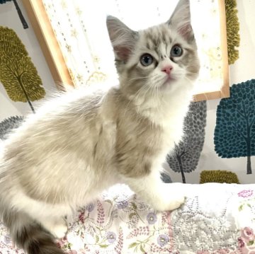 ラグドール【大分県・女の子・2024年1月11日・シールリンクスポイントバイカラー】の写真「女の子らしい可愛いお顔( 💓∀💓)」