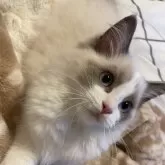 ラグドール【大分県・女の子・2024年1月11日・ブルーポイントバイカラー】の写真1「とっても美猫✨️一段とモッフリ( 💓∀💓)」