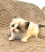 ラグドール【大分県・女の子・2021年7月5日・ブルーポイントバイカラー】の写真1「8月10日撮影」