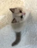 ラグドール【大分県・男の子・2023年4月18日・ブルーポイントバイカラー】の写真2