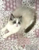 ラグドール【大分県・女の子・2024年1月11日・ブルーポイントバイカラー】の写真2