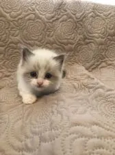 ラグドール【大分県・女の子・2021年7月5日・ブルーポイントバイカラー】の写真3