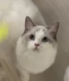 ラグドール【大分県・女の子・2023年1月14日・ブルーポイントバイカラー】の写真3