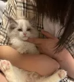 ラグドール【大分県・女の子・2024年1月11日・ブルーポイントバイカラー】の写真5「お膝の上でまったり☺️」