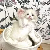 ラグドール【大分県・女の子・2025年7月10日・シールポイントバイカラー】の写真5