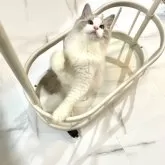 ラグドール【大分県・女の子・2025年7月1日・ブルーリンクスポイントバイカラー】の写真13