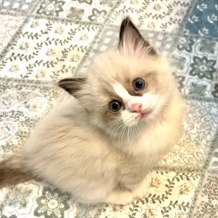 ID：2504-00507の子猫