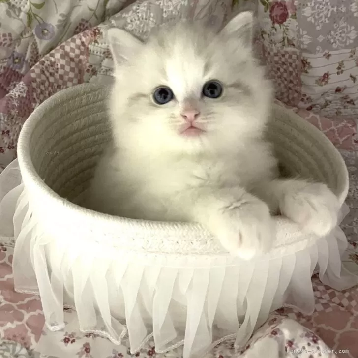 ID：2412-02088の子猫