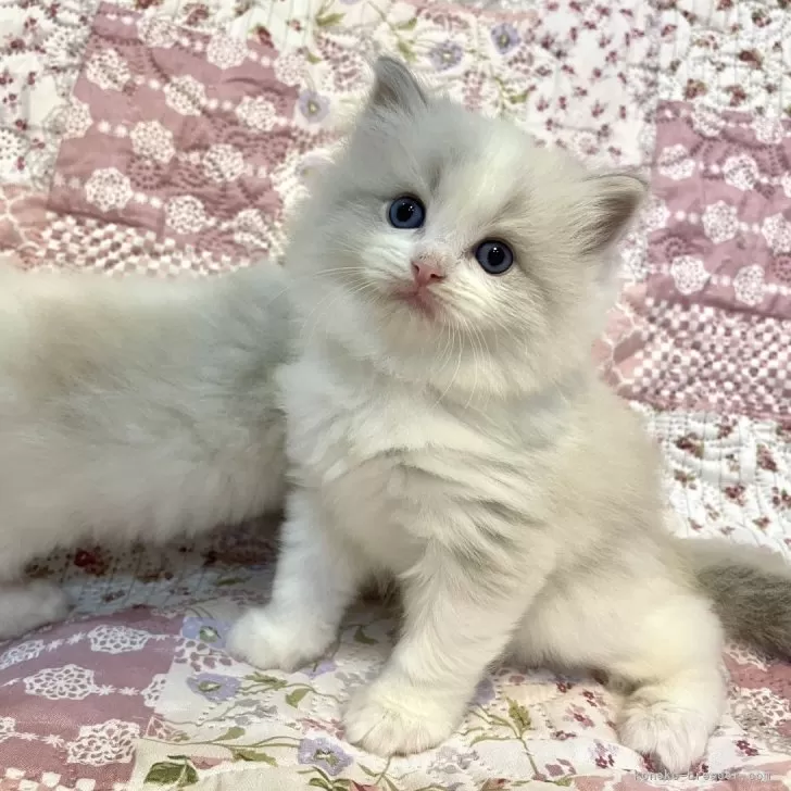 ID:2412-02082の子猫