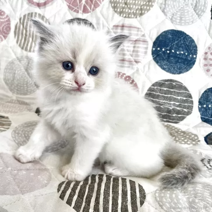 A.A 様のお迎えした子猫
