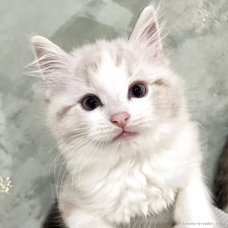 ID:2504-03455の子猫