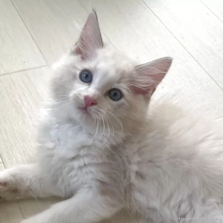ID：2507-02008の子猫