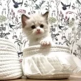 ラグドール【大分県・女の子・2025年7月10日・シールポイントバイカラー】の写真3