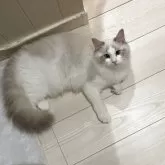 ラグドール【大分県・女の子・2025年7月1日・ブルーリンクスポイントバイカラー】の写真5