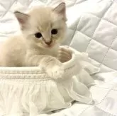 ラグドール【大分県・男の子・2025年6月16日・ブルーリンクスポイントミテッド】の写真6