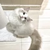 ラグドール【大分県・女の子・2025年7月1日・ブルーリンクスポイントバイカラー】の写真6