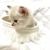 ラグドール【大分県・男の子・2025年6月16日・ブルーリンクスポイントミテッド】の写真7