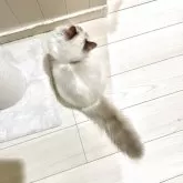 ラグドール【大分県・女の子・2025年7月1日・ブルーリンクスポイントバイカラー】の写真7