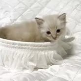 ラグドール【大分県・男の子・2025年6月16日・ブルーリンクスポイントミテッド】の写真9