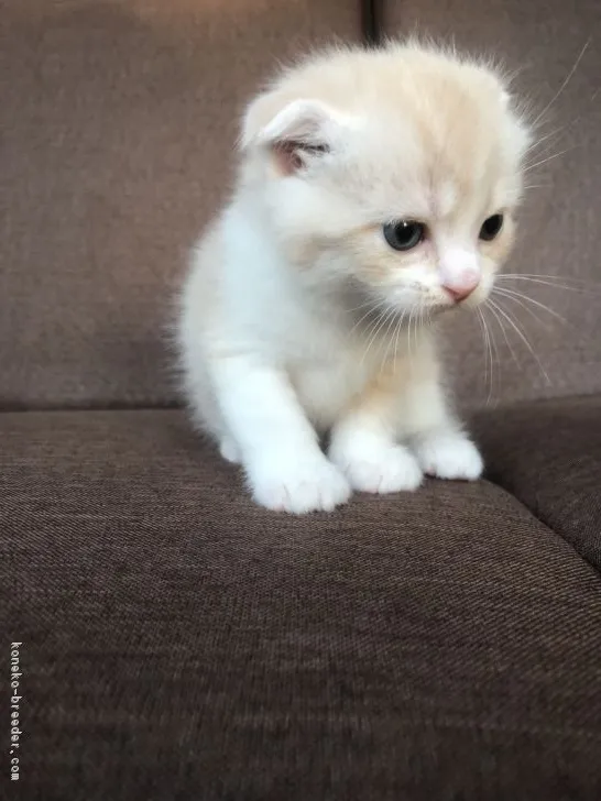 ID：1710-01036の子猫