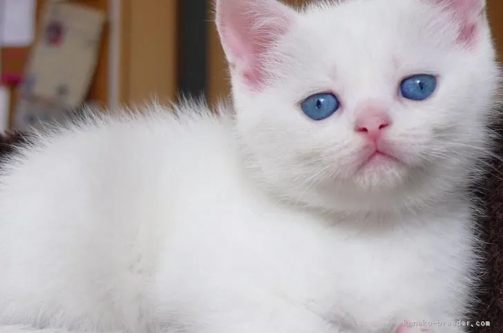 ID:1811-00222の子猫