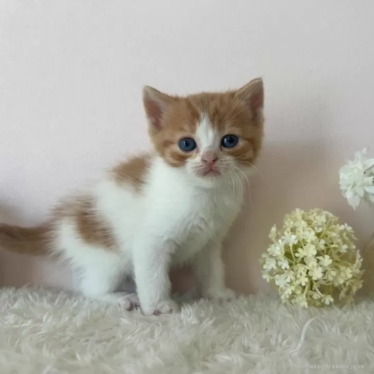 ID:2403-02852の子猫