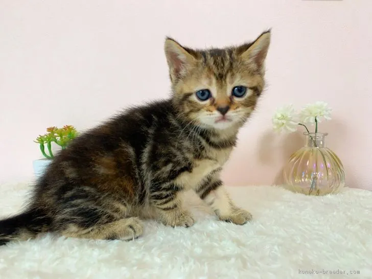 ID：2010-00598の子猫