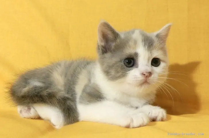 ID:1801-00278の子猫