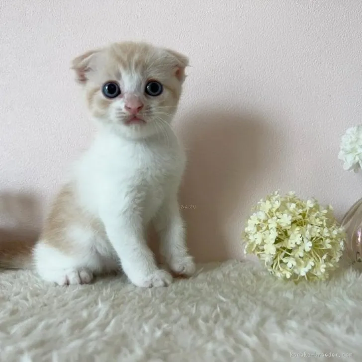 ID：2308-03377の子猫