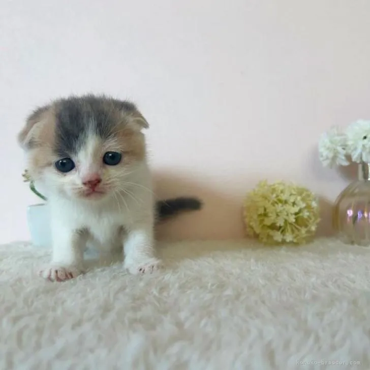 ID：2211-01653の子猫
